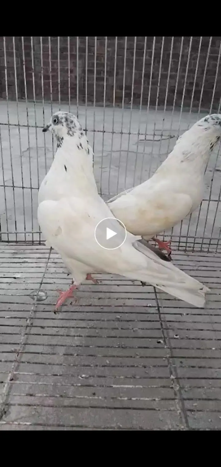 breeder pigeon — photo 7