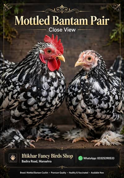 Breeder Pair all OK home breed ready to eggs