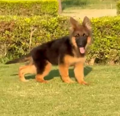 German Shepherd Puppy