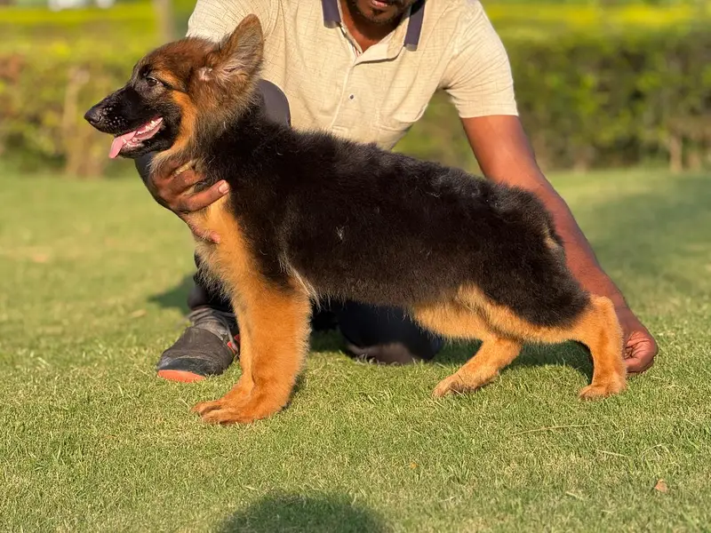 German Shepherd Puppy — photo 2