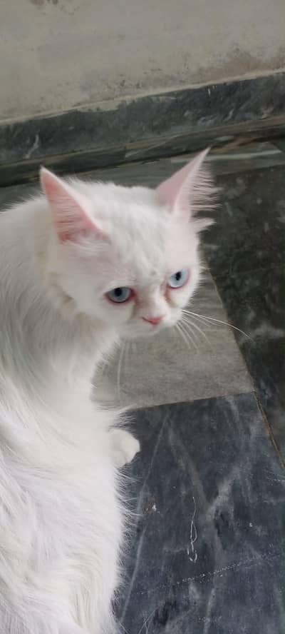 Female Cat For sale triple coated semi punch face