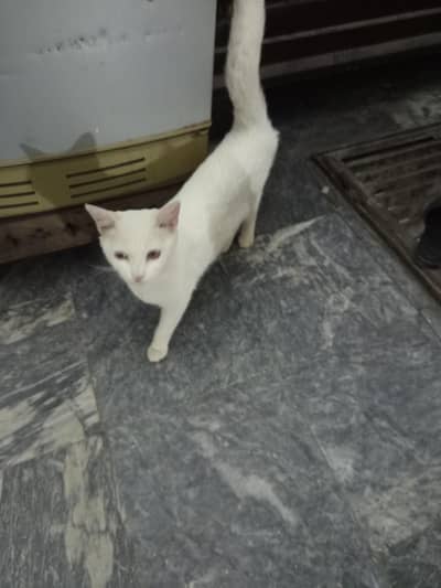 pershan white cat