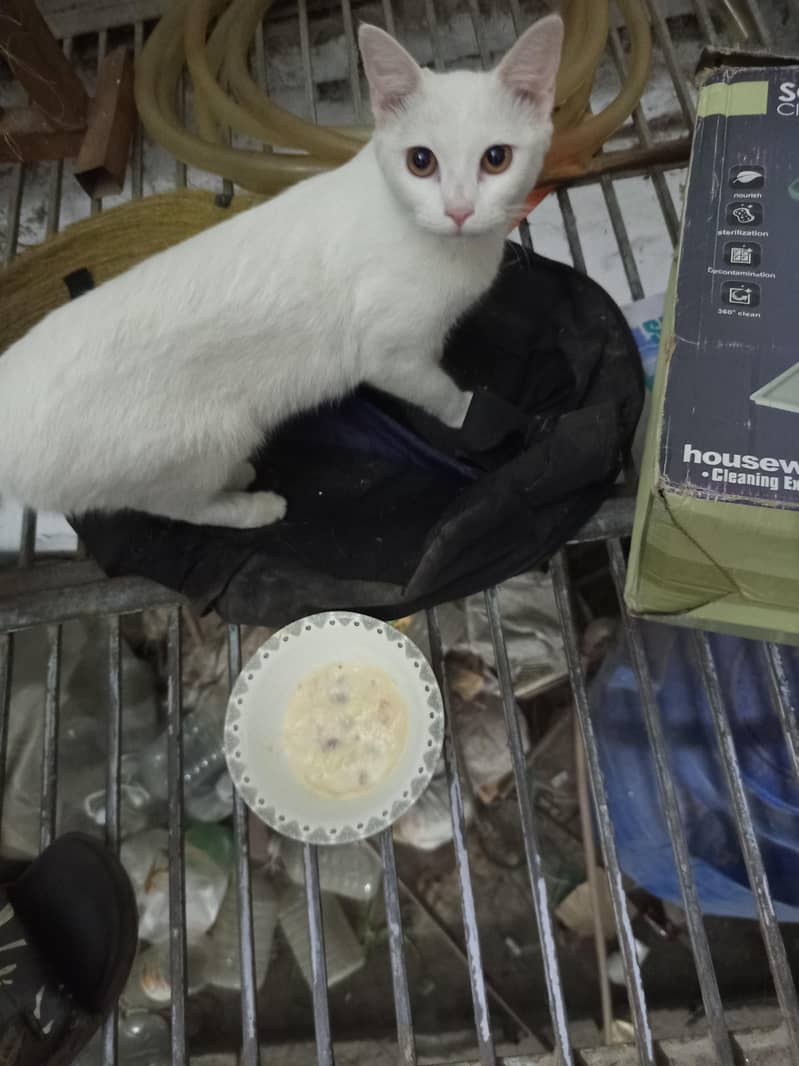 pershan white cat 2