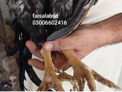 breeder and young birds