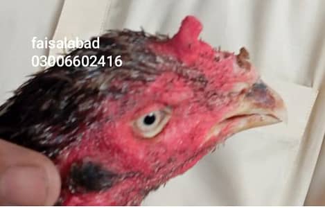 breeder and young birds