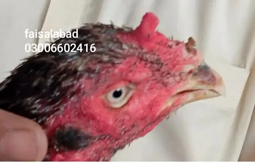 breeder and young birds — photo 2