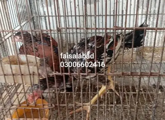 breeder and young birds — photo 3