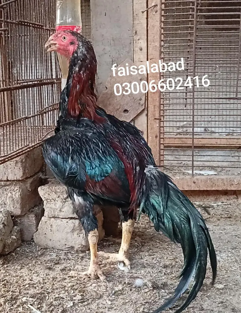breeder and young birds — photo 4