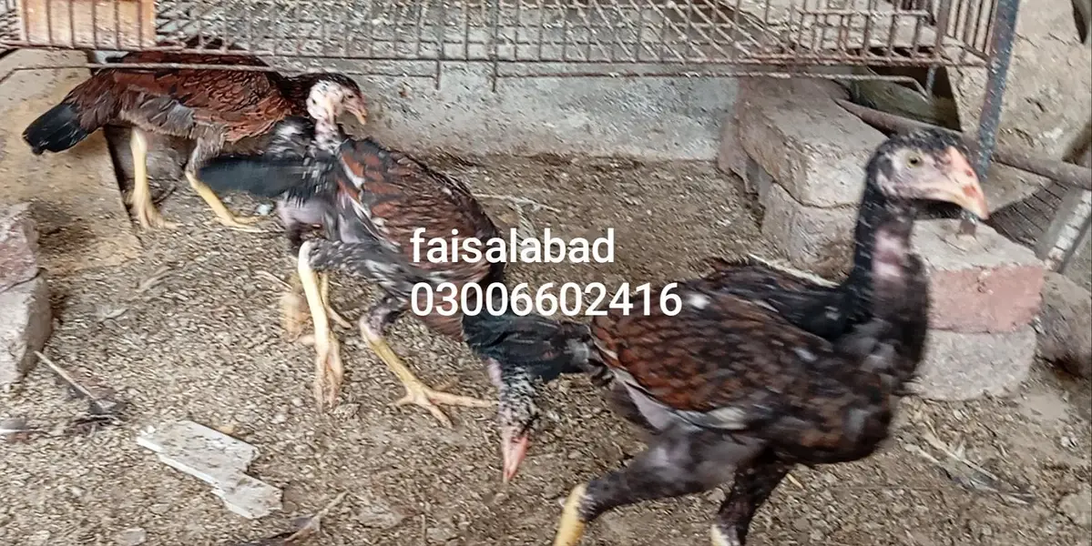 breeder and young birds — photo 5