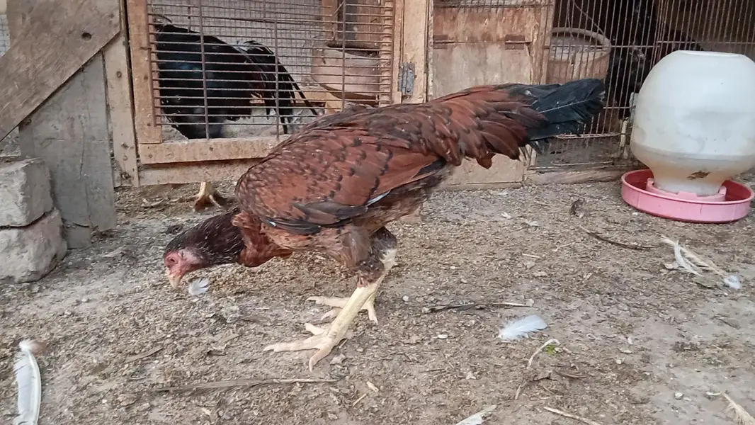 breeder and young birds — photo 6