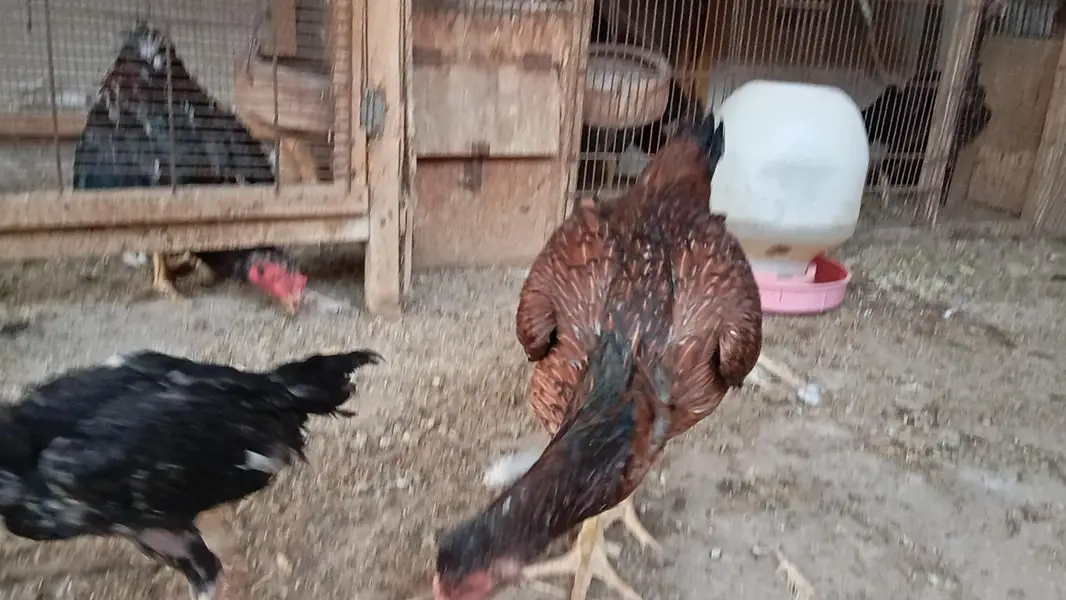 breeder and young birds — photo 7