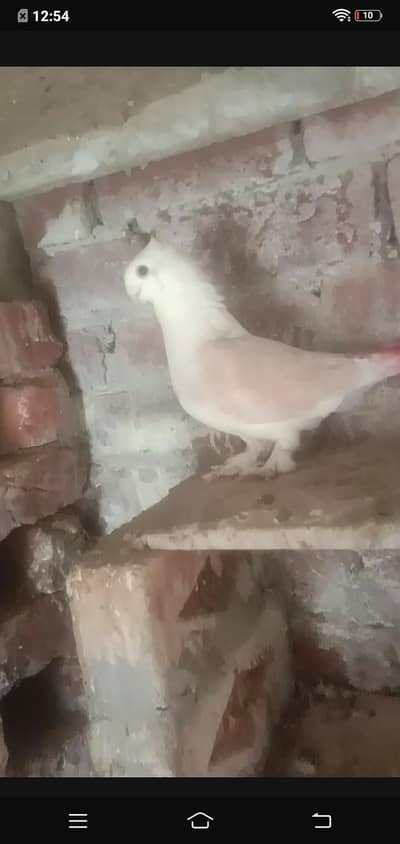 Brown white colour bread pair