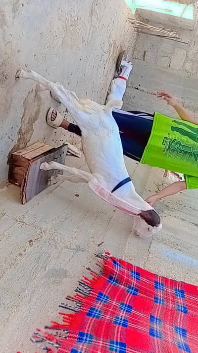 urgent sale need cash pure gualabi pair 1 male 1 female 03152344578