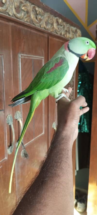 Hand tame talking parrot
