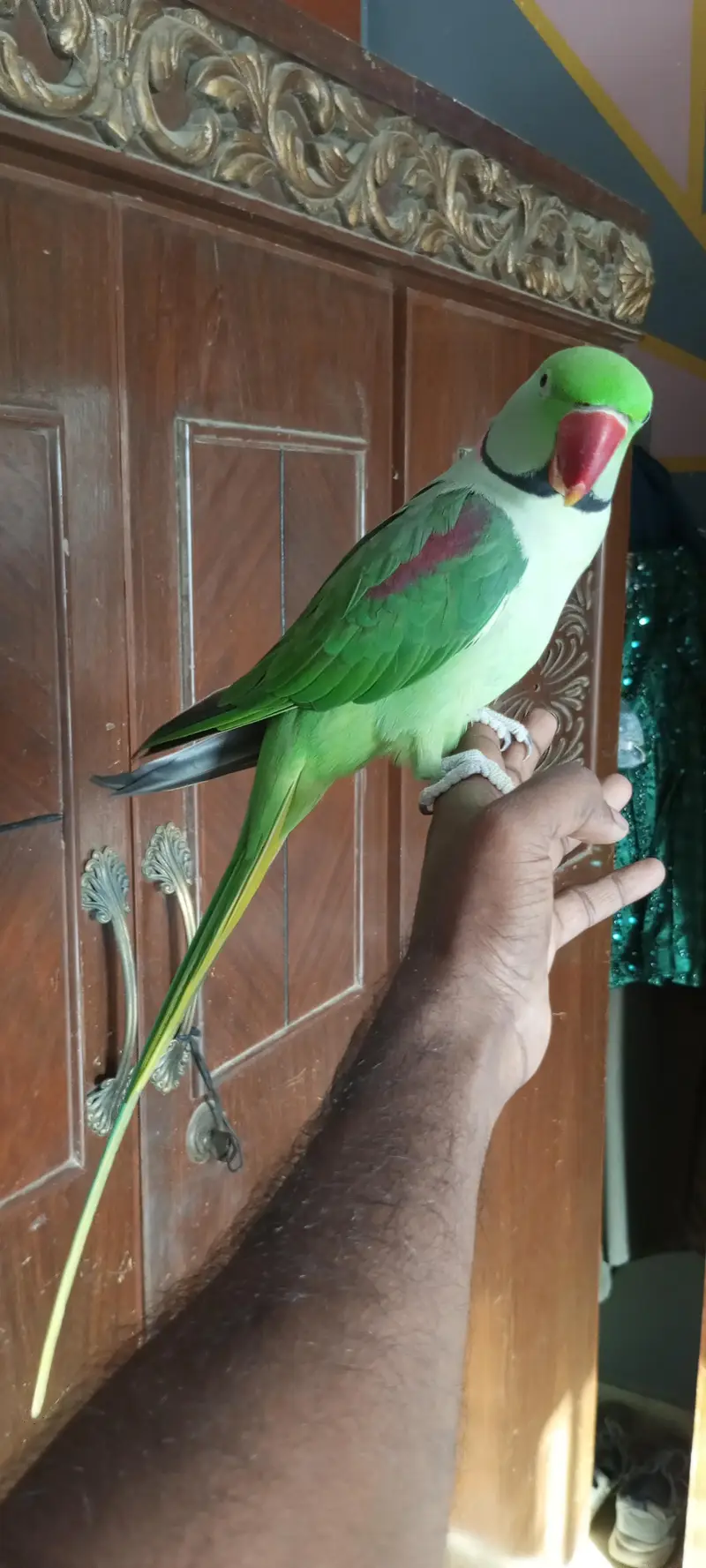 Hand tame talking parrot — photo 2