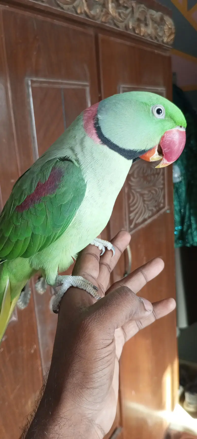 Hand tame talking parrot — photo 3