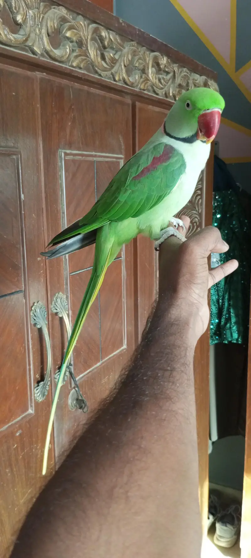 Hand tame talking parrot — photo 4