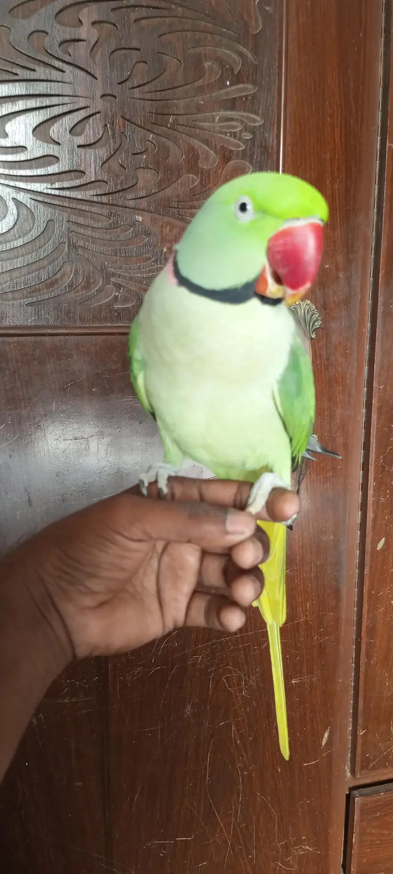 Hand tame talking parrot — photo 5