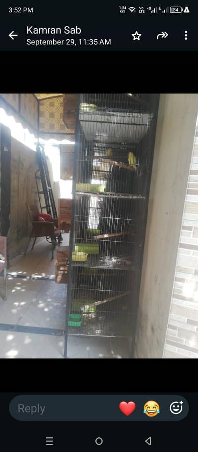 urgent for sale cage with birds