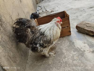 Fancy male for sale