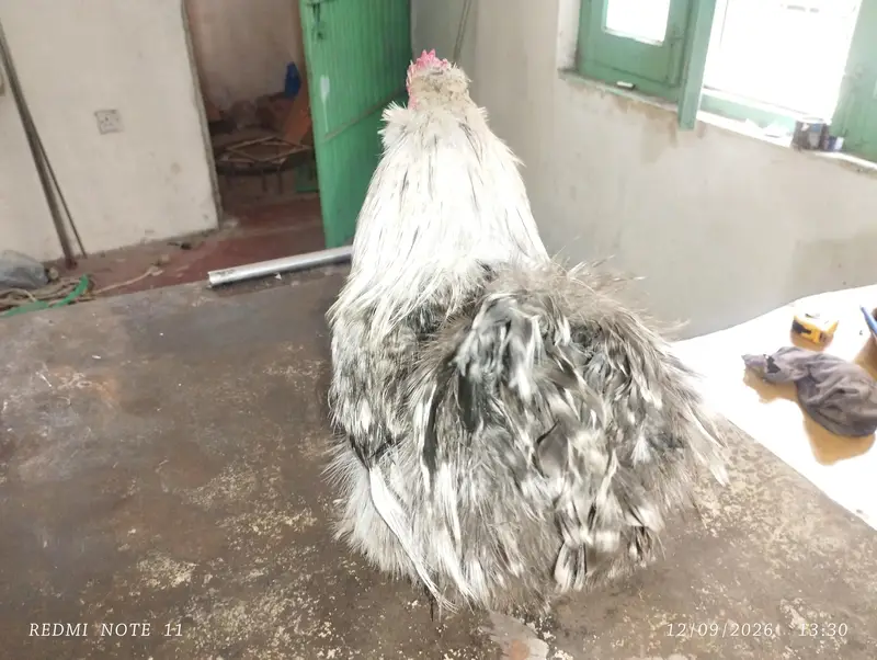 Fancy male for sale — photo 3