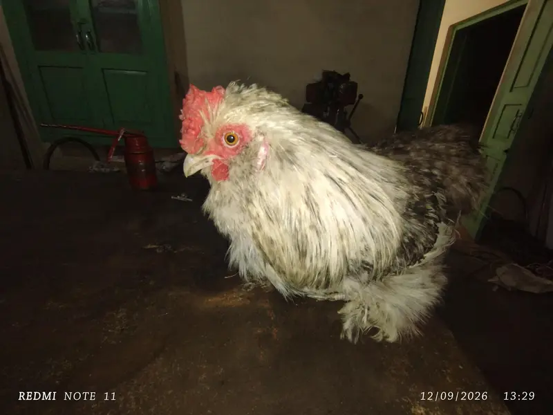Fancy male for sale — photo 4