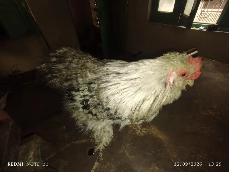 Fancy male for sale — photo 5