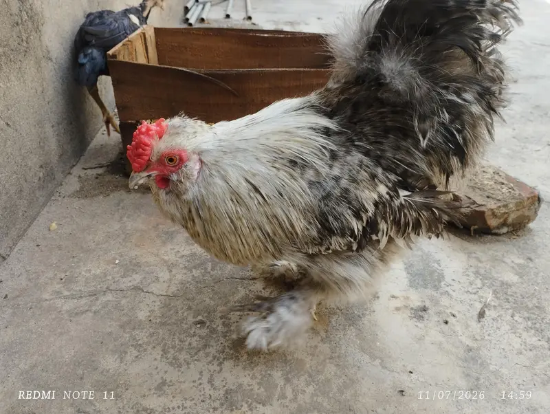 Fancy male for sale — photo 6