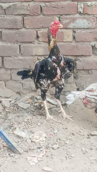 jawa murga hai sale kar Raha ho bas paso ki zarurat par gayi hai