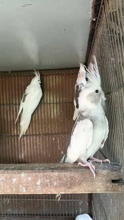 Eno and Lutino Pied Cocatiel & love bird