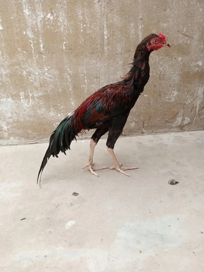 bilkul fit ha — photo 9