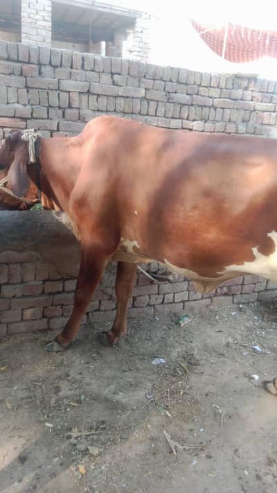 wachi for sale.