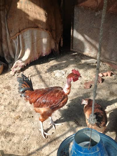 Golden misri home raised Rooster available