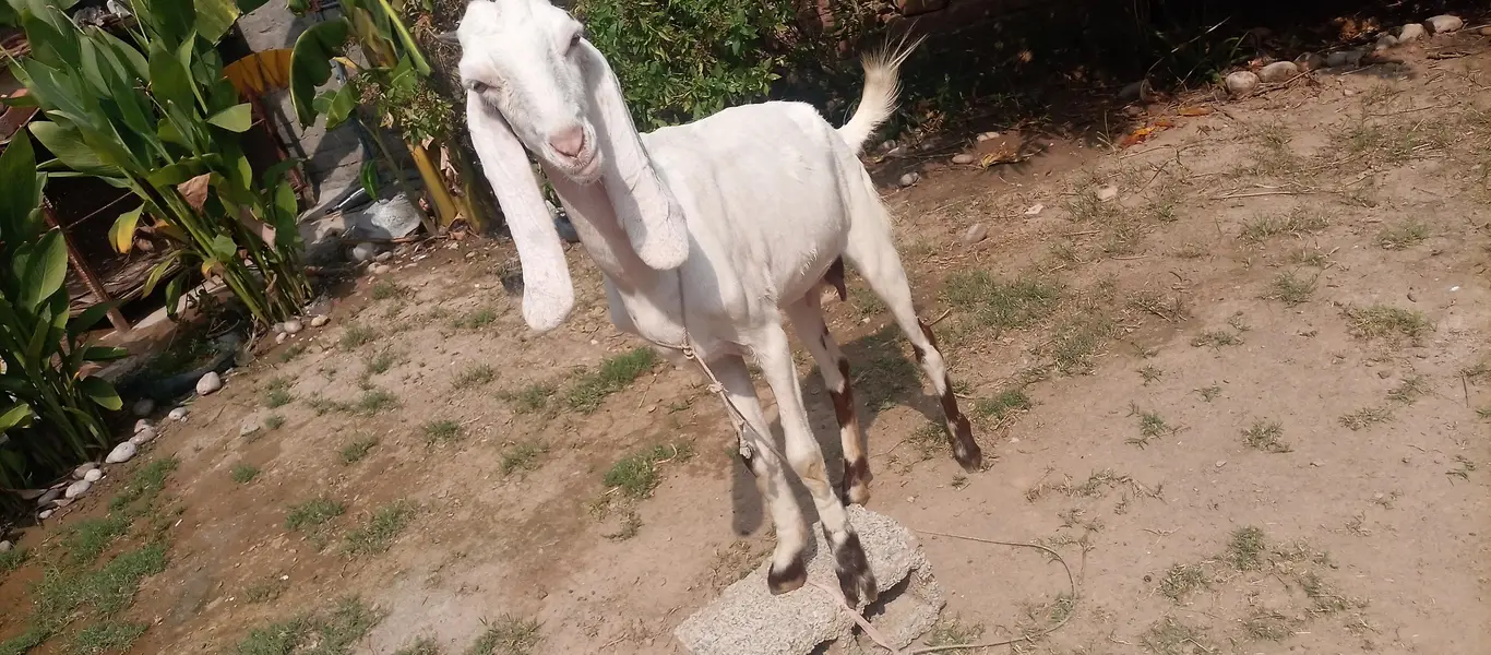 pure gulabi rajan puri 2 daant bakri sath 2 female 2.5 month urgent — photo 2