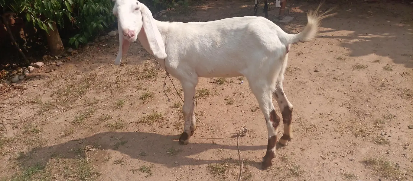 pure gulabi rajan puri 2 daant bakri sath 2 female 2.5 month urgent — photo 3