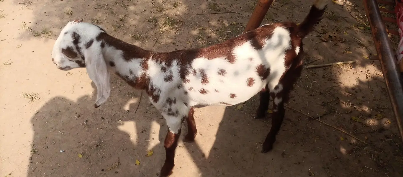 pure gulabi rajan puri 2 daant bakri sath 2 female 2.5 month urgent — photo 4