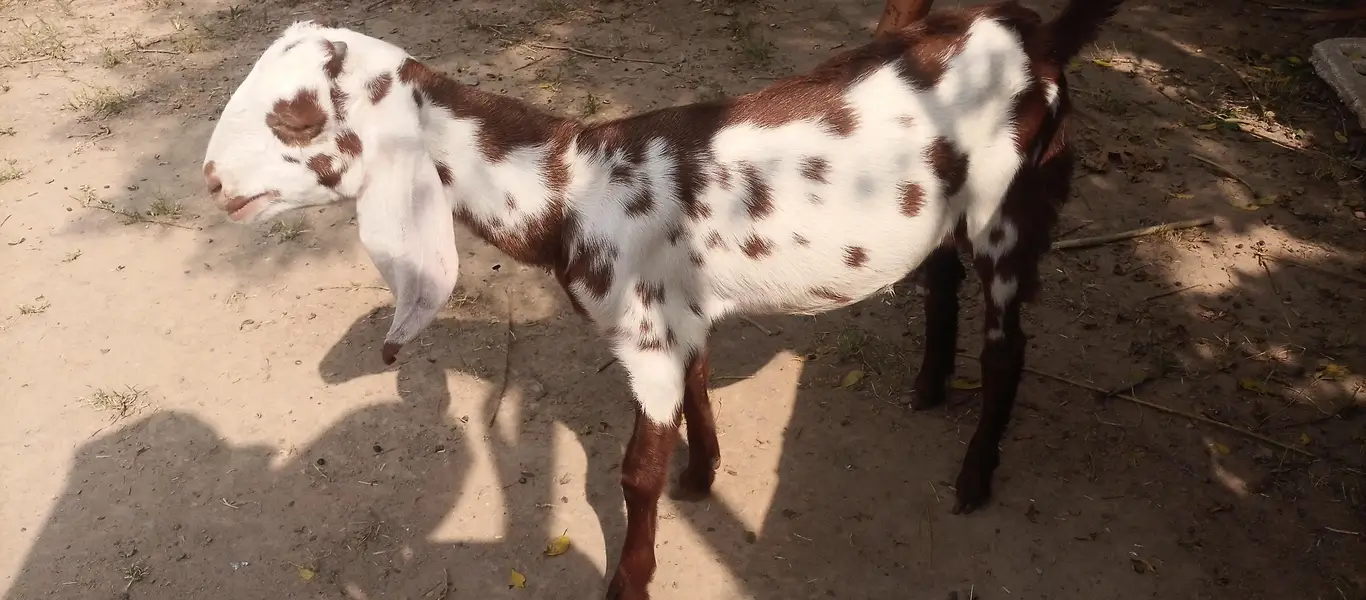 pure gulabi rajan puri 2 daant bakri sath 2 female 2.5 month urgent — photo 5