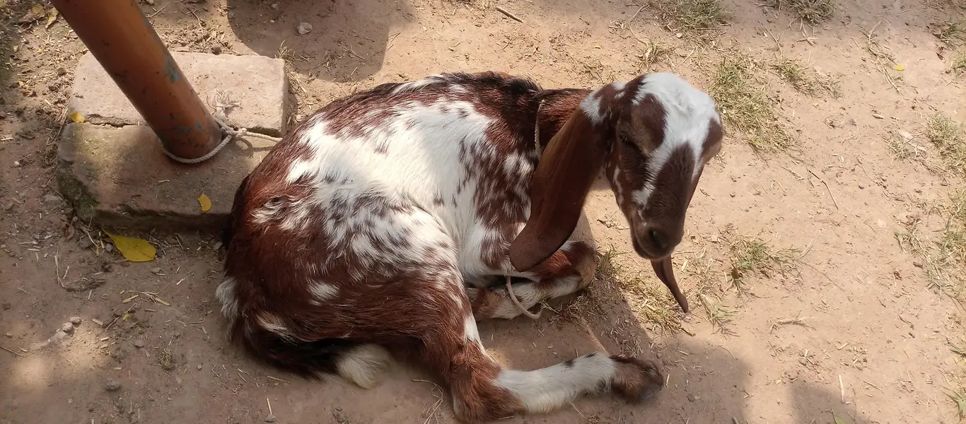 pure gulabi rajan puri 2 daant bakri sath 2 female 2.5 month urgent — photo 6