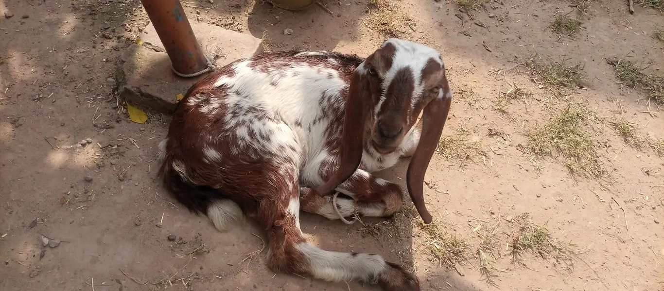 pure gulabi rajan puri 2 daant bakri sath 2 female 2.5 month urgent — photo 7