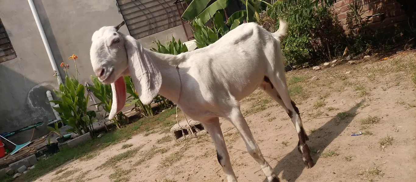 pure gulabi rajan puri 2 daant bakri sath 2 female 2.5 month urgent — photo 8