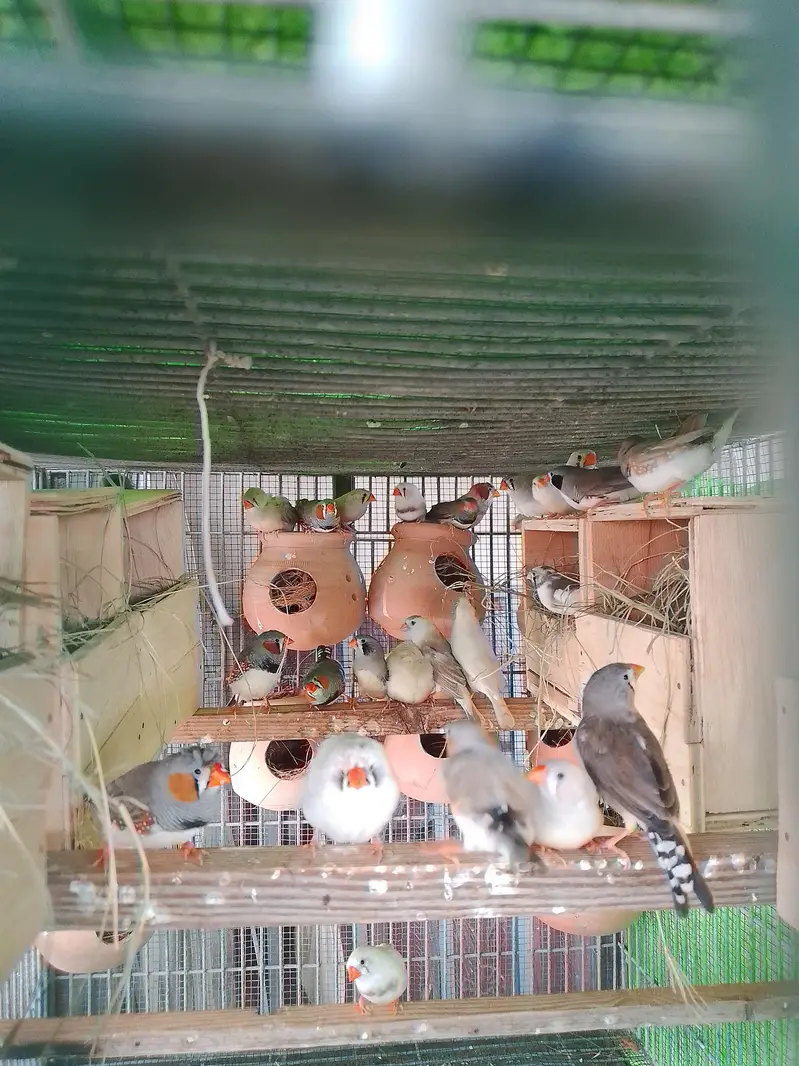 Fench chiriya ke jore — photo 3