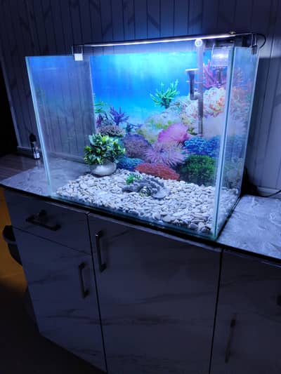 fish aquarium