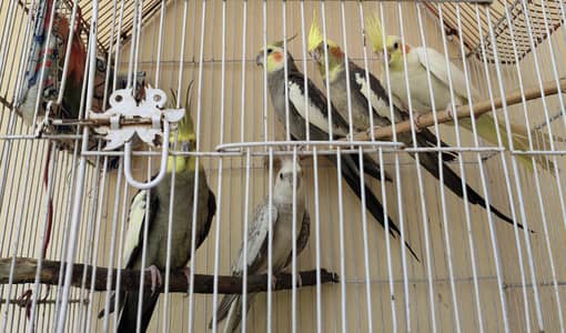 2 pairs and 1 white red eyes female.