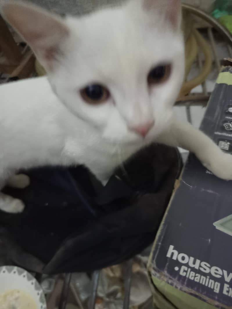 persian 2