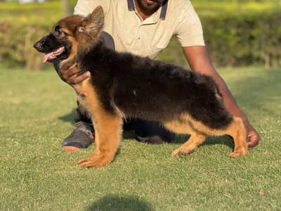 German Shepherd Puppy