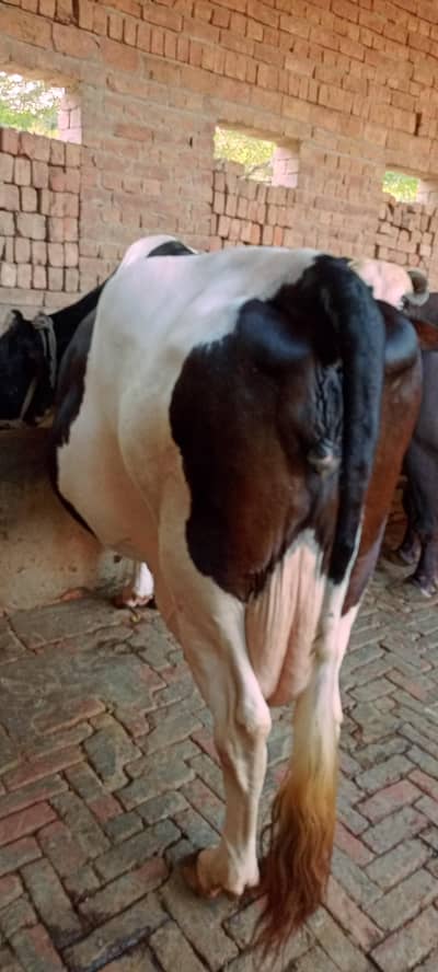walaten imported 20 days rahte han pregnant ha. 03256153484