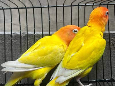 love birds