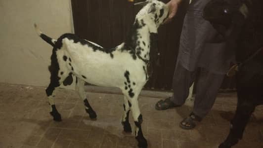beetal pathora bakra