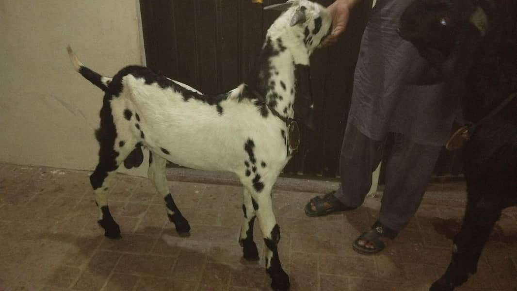 beetal pathora bakra 0