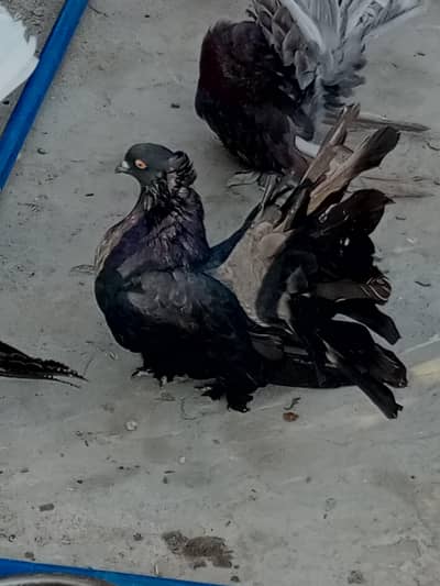 American breeder pairs (sale sale sale )read add